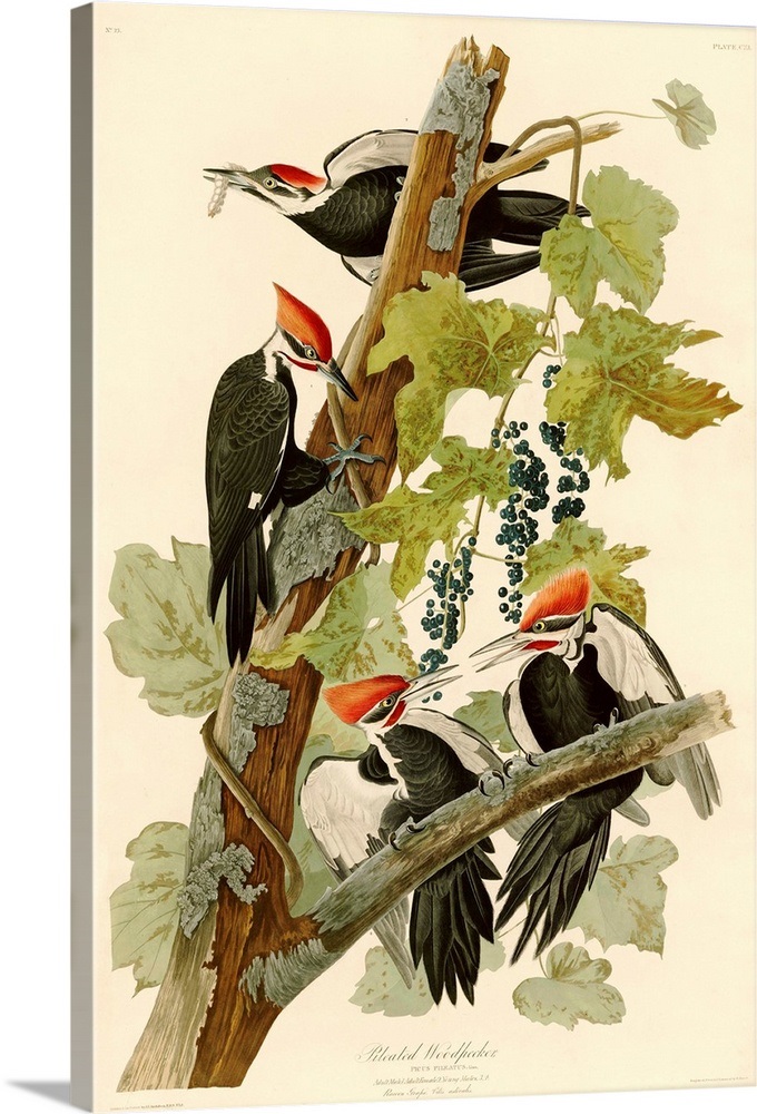 Pileated Woodpecker By John James Audubon Wall Art, Canvas Prints