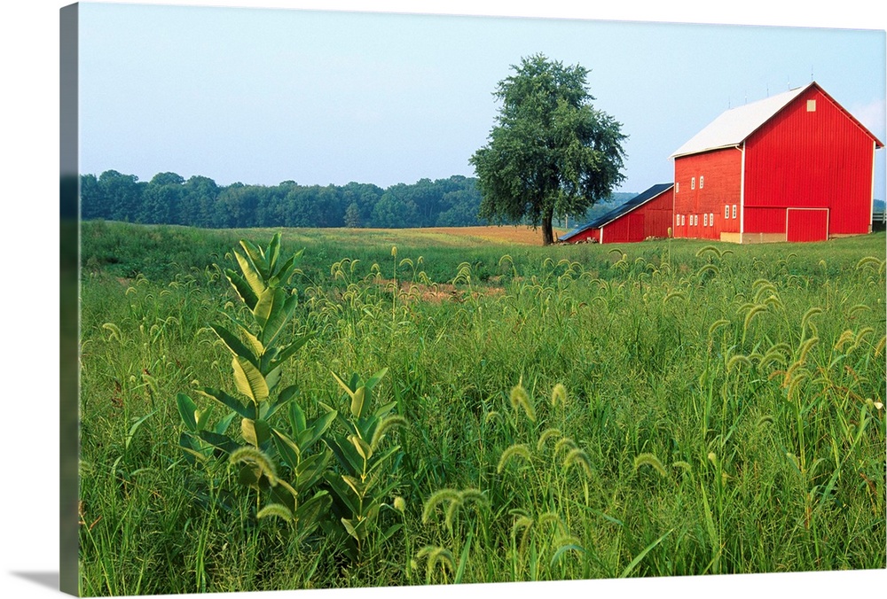 Red Barn In Green Field Wall Art Canvas Prints Framed Prints