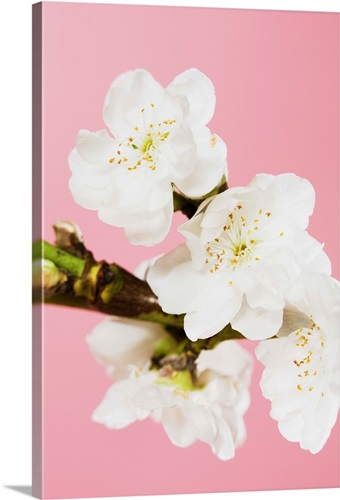 White Cherry Blossoms Wall Art, Canvas Prints, Framed Prints, Wall ...