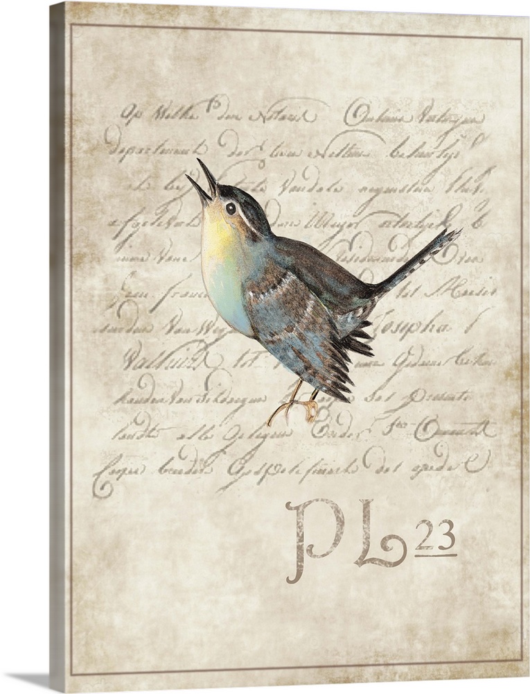 Botanical parchment study of bird adds elegant, nature-inspired touch to any room.