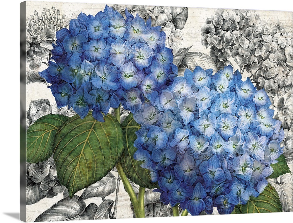 Blue Hydrangeas Wall Art, Canvas Prints, Framed Prints, Wall Peels