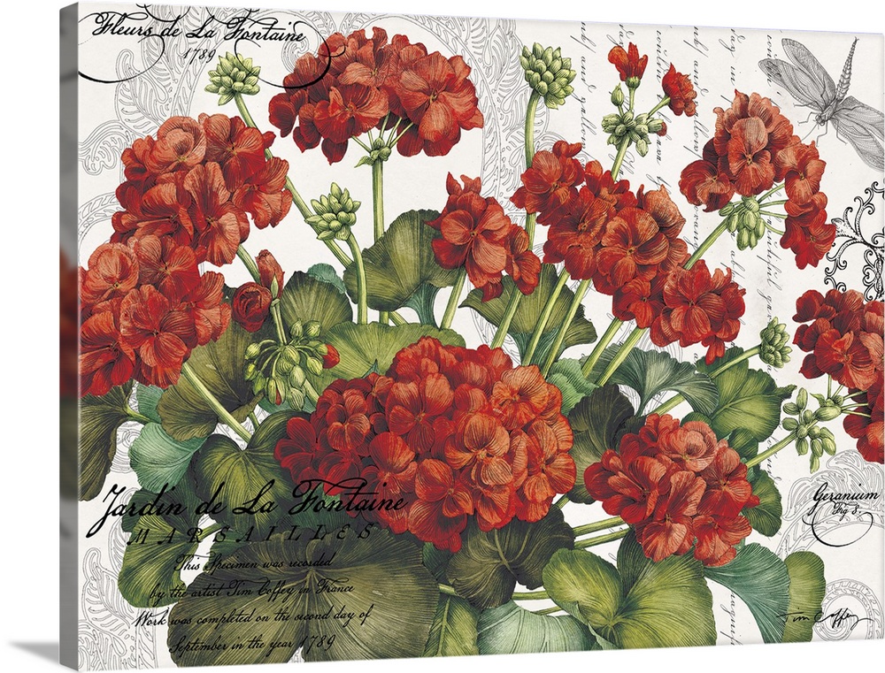 Botanical Geraniums bring a vibrant red accent to decor