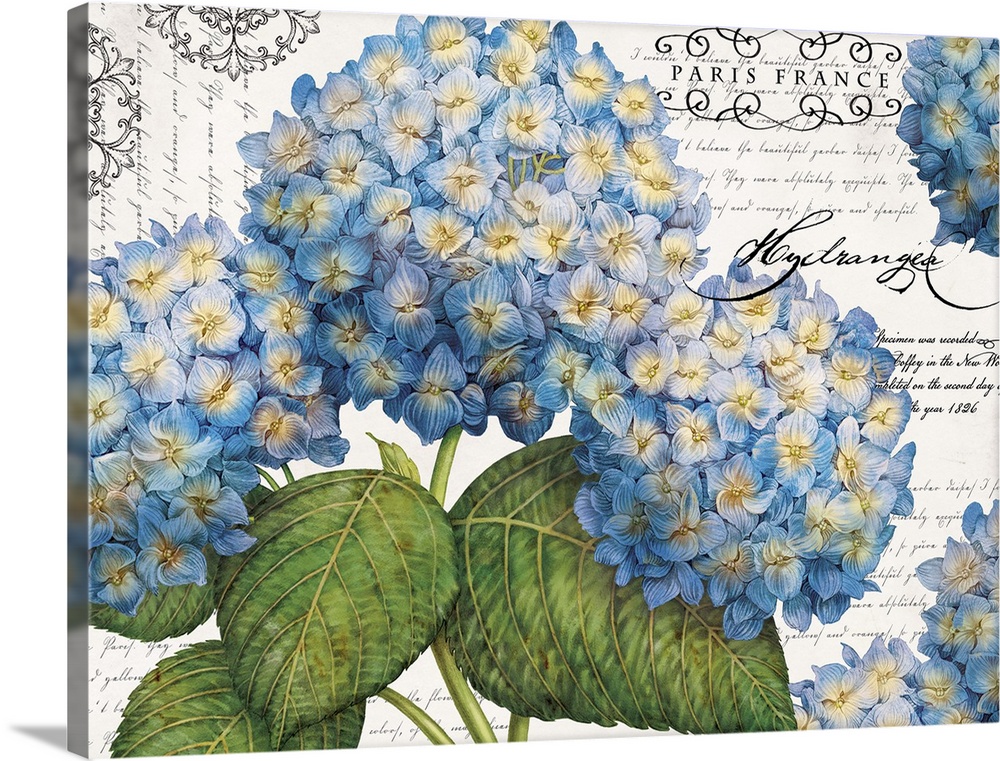 Big, horizontal home art docor of a bunch of vibrant hydrangea flowers on a neutral background with random inserts of scri...