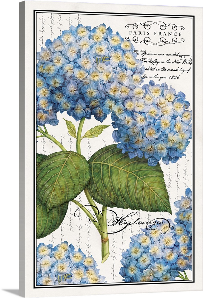 Botanical Hydrangea Wall Art, Canvas Prints, Framed Prints, Wall Peels