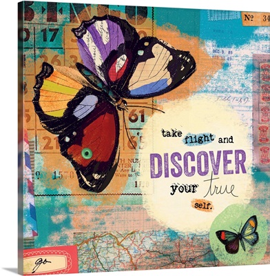 Butterflies - Discover