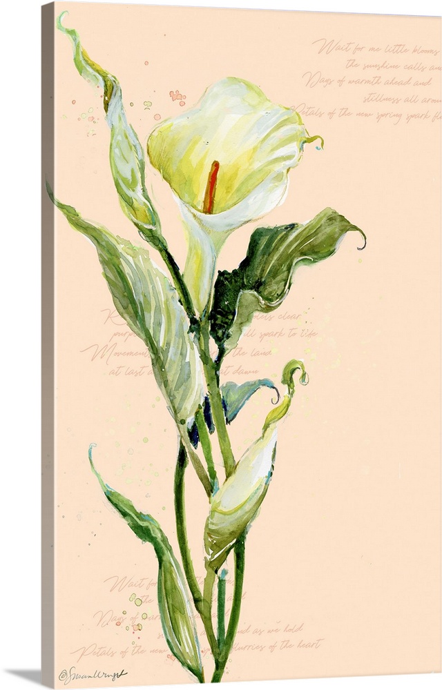 Simple and elegant calla lily creates an artistic statement