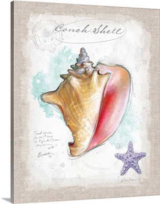 Coastal Discoveries - Conch