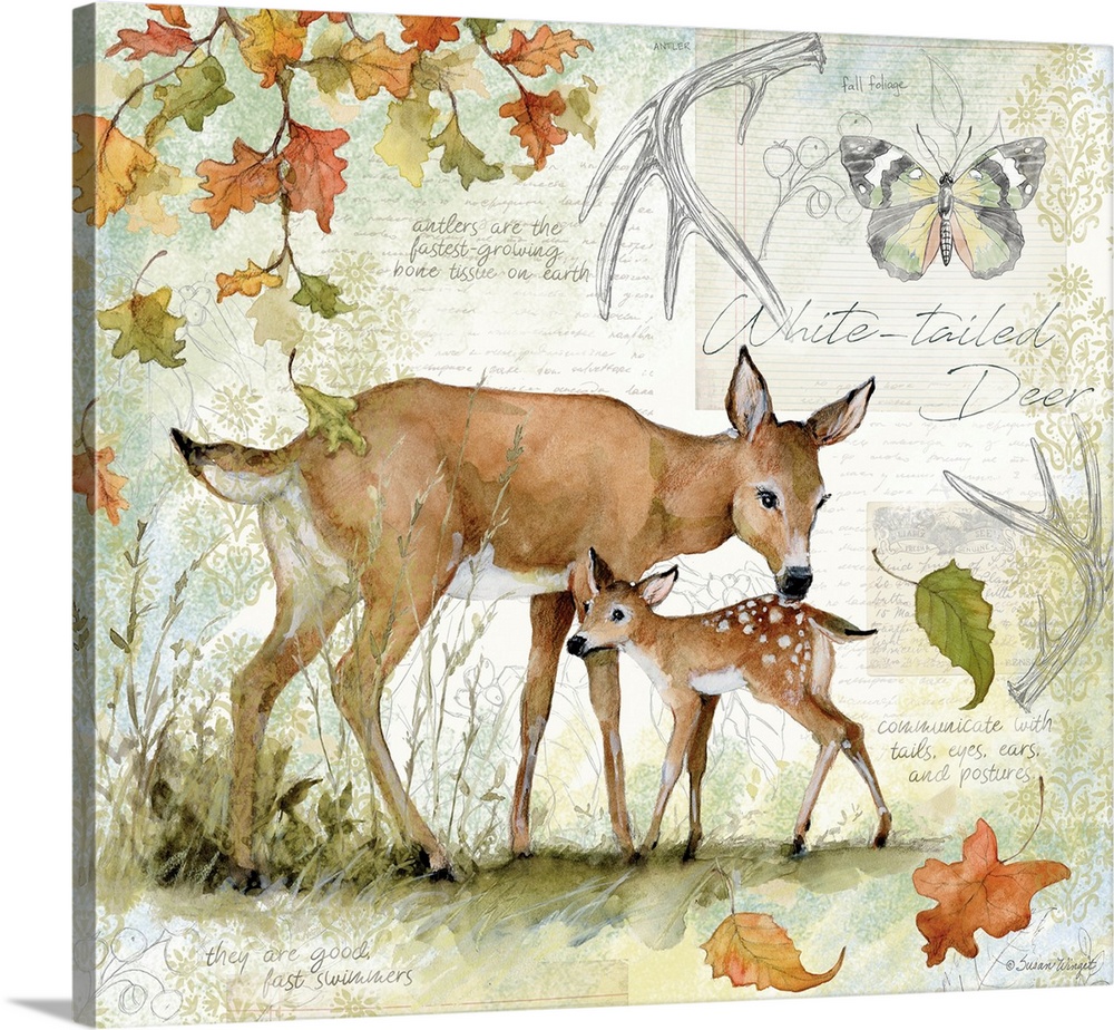 A field guide rendering of a touching deer and fawn scene