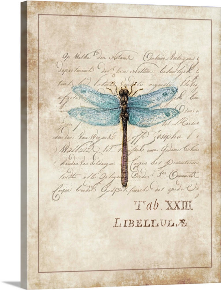 Botanical parchment study of dragonfly adds elegant, nature-inspired touch to any room.