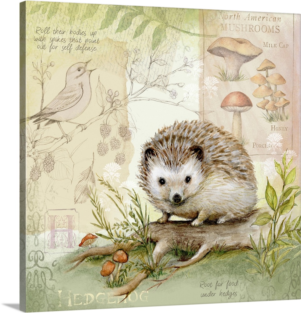 The hedgehog gets star treatment in this nature botanical.