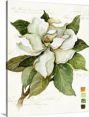 Magnolia Bloom 3