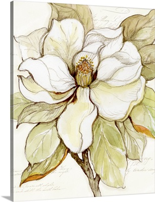 Magnolia Bloom 4