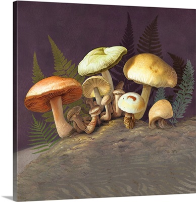 Mushrooms & Ferns 4