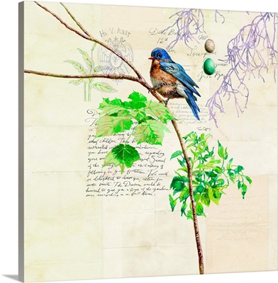 Ornithology - Bluebird