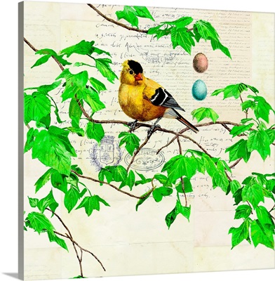Ornithology - Goldfinch
