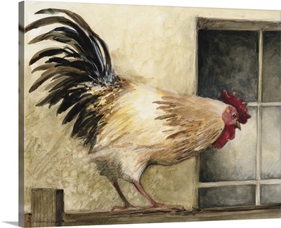 Rooster at Window