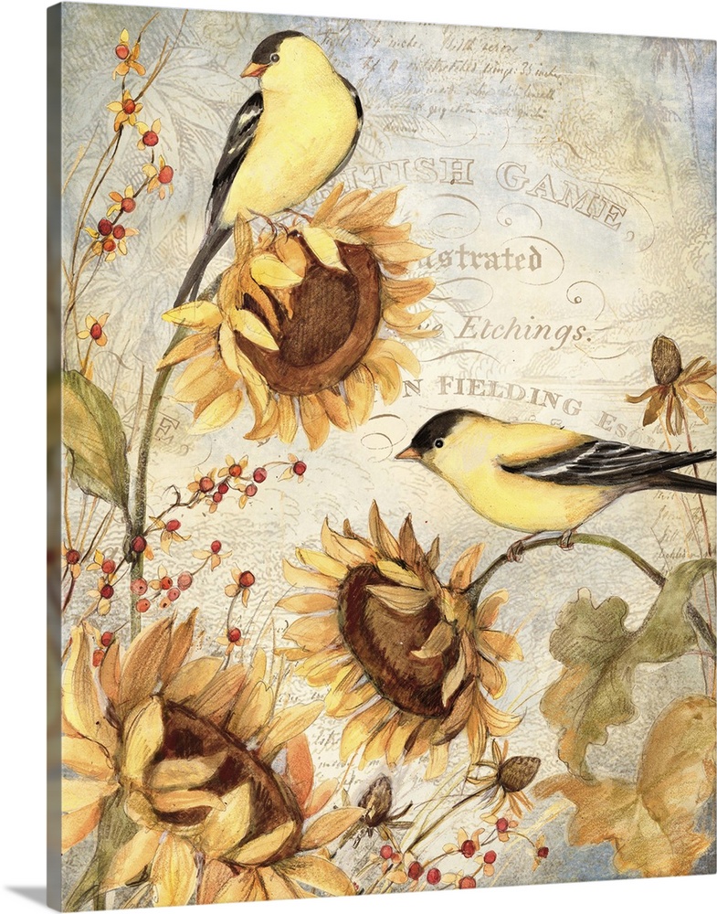Goldfinches and sunflowers make a perfect combination!