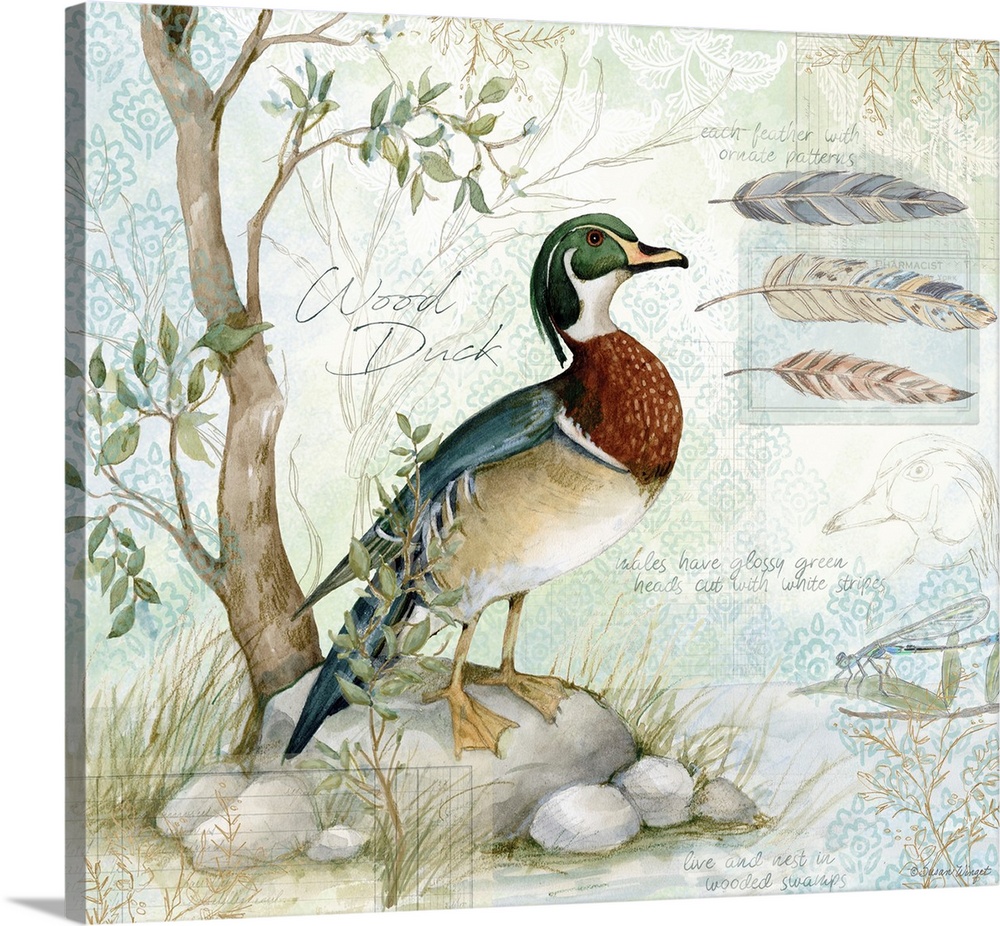 A field guide rendering of a classic wood duck perfect for den or office