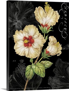 Yellow Hibiscus on Black image thumbnail