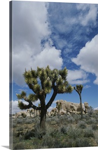 joshua tree national park divorced singles The mission of this group is its name i wanted to do that just not alone aims to be positive and safe environment for members to experience things that, for whatever reasons, you longed for. joshua tree national park divorced singles The mission of this group is its name i wanted to do that just not alone aims to be positive and safe environment for members to experience things that, for whatever reasons, you longed for.