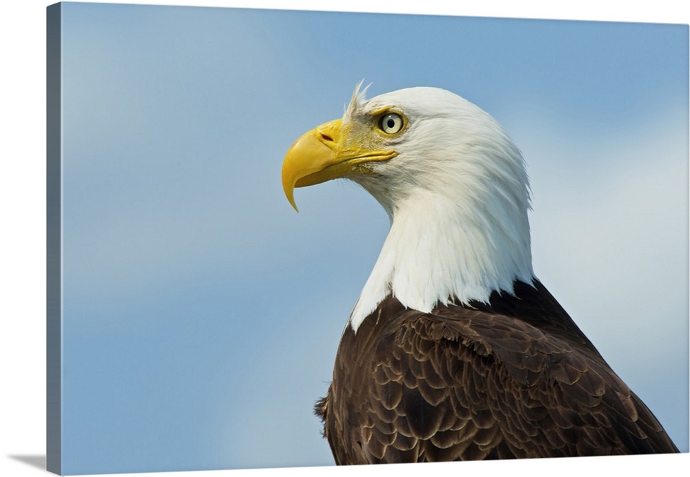 A bald eagle perching on a dead tree at Bowron Lake in Bowron Lake Provincial Park, B.C.