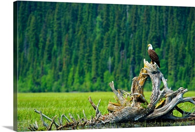 A bald eagle perching on a dead tree scans the marsh of Bowron Lake, BC