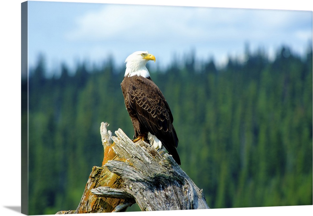 A bald eagle perching on a dead tree scans the marsh of Bowron Lake in Bowron Lake Provincial Park, BC.