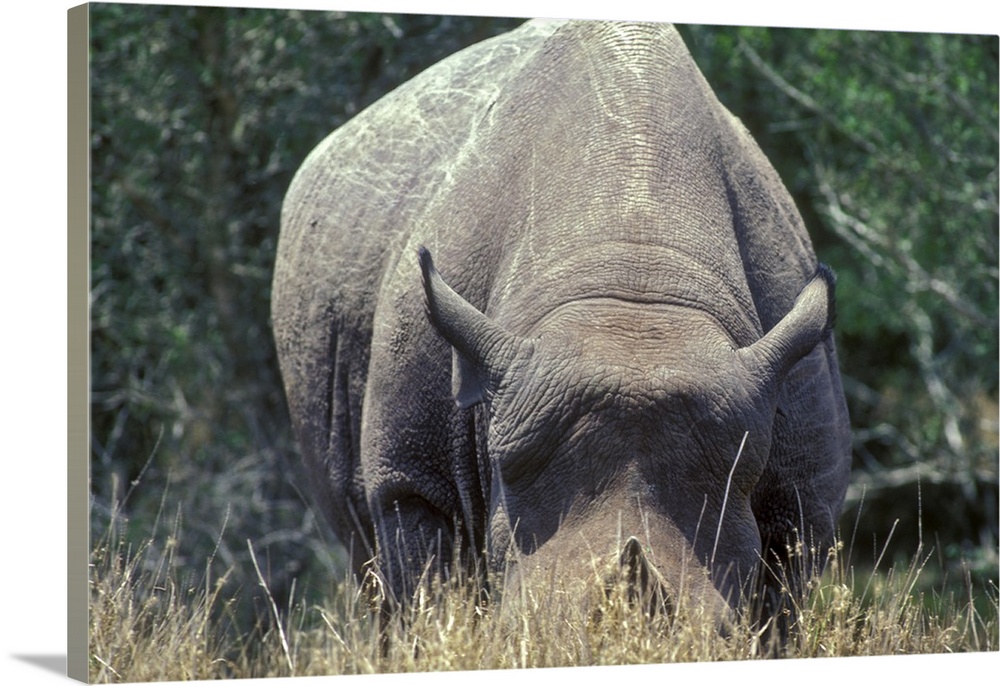 A Black-horned Rhinoceros on Texas ranch, USA.