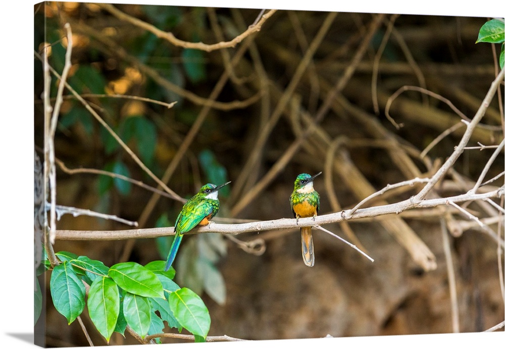 A breeding pair of green-tailed jacamars rest together along a river in the Brazilian Pantanal.