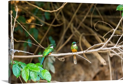 A Breeding Pair Of Green-Tailed Jacamars Rest Along A River In The Brazilian Pantanal
