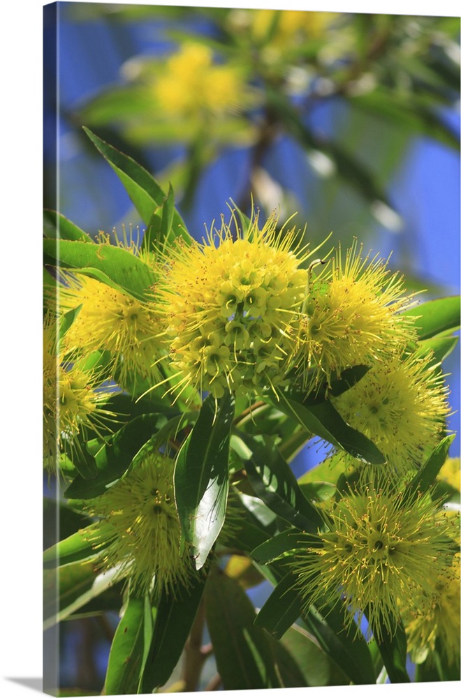 A bright yellow wattle tree in suburban Cairns, Queensland, Australia.