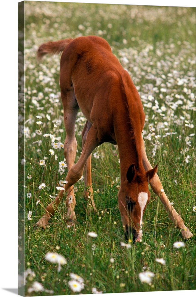 A brown Arabian foal eating grass amid white wildflowers.