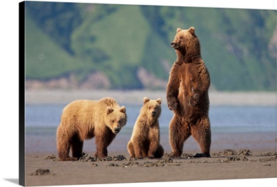 A Brown Bear Mother And Cubs Walks Across Mudflats In Kaguyak Bay, Katmai Coast, Alaska