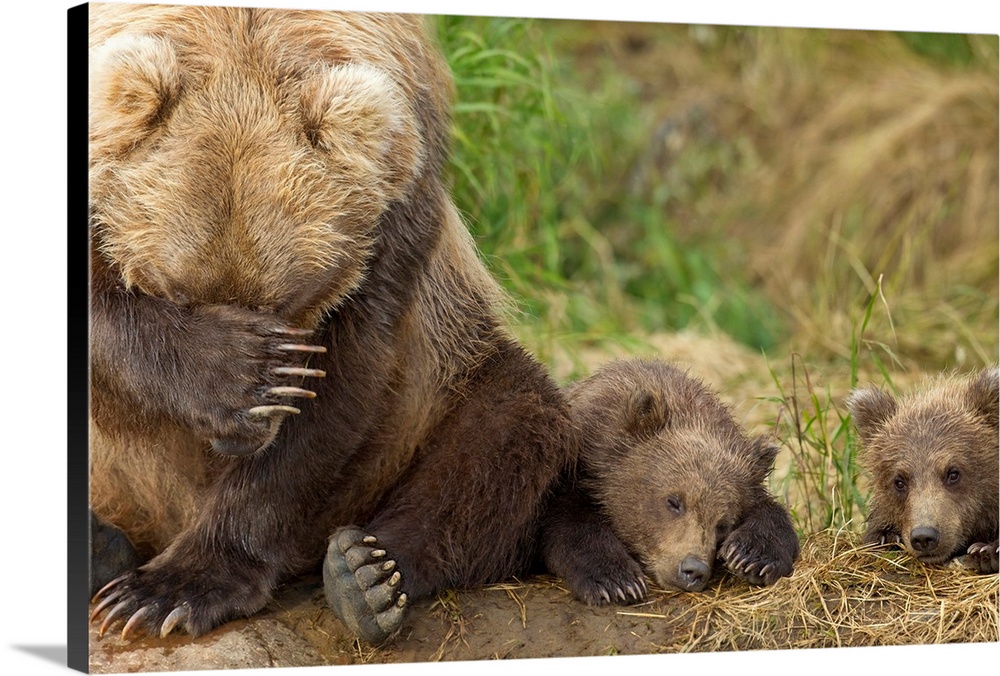 A Brown Bear Mother And Her Cubs Resting On The Bank Of Grizzly Creek In Katmai National Park, Southwest Alaska, Summer.