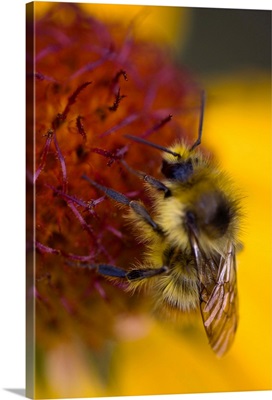 A bumblebee collects nectar on a blanketflower