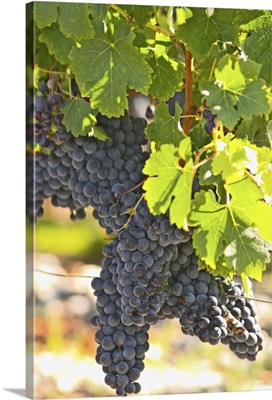 A cabernet Sauvignon vine, circa 35 years old with ripe grape bunches, France
