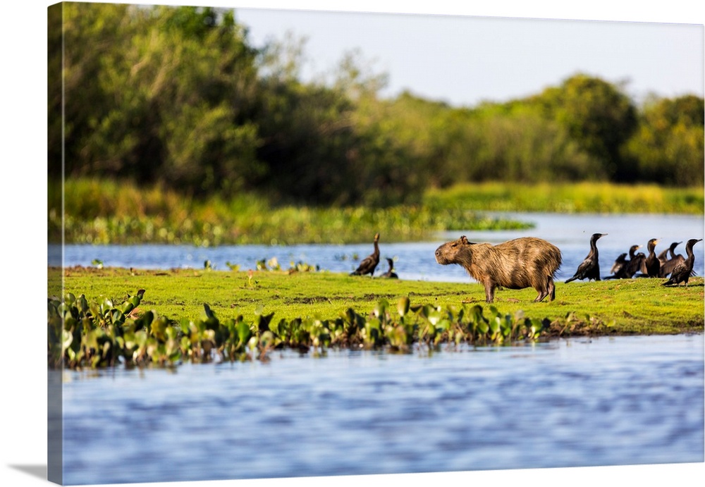A Capybara rests in warm light on a river bank near a flock of cormorants in the Brazilian Pantanal.
