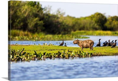 A Capybara Rests In Light On A River Bank Near A Flock Of Cormorants, Brazilian Pantanal