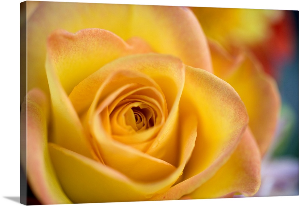 USA, Oregon, Bend. A close-up of a yellow rose reveals delicate pink petal tips in Bend, Oregon.