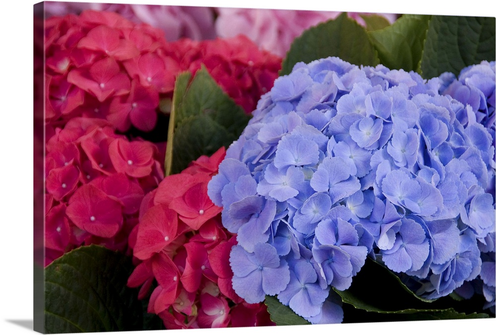 A colorful variety of flowers at the Bloemenmarket