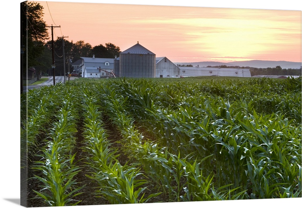A cornfield on a farm in Hadley, Massachusetts.  Sunset.