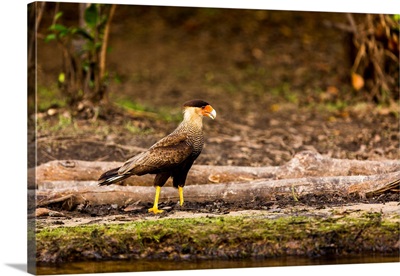 A Crested Caracara Walks Along A River Bank In The Brazilian Pantanal
