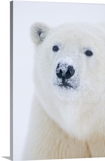 Polar Bear Wall Art & Canvas Prints | Polar Bear Panoramic Photos ...