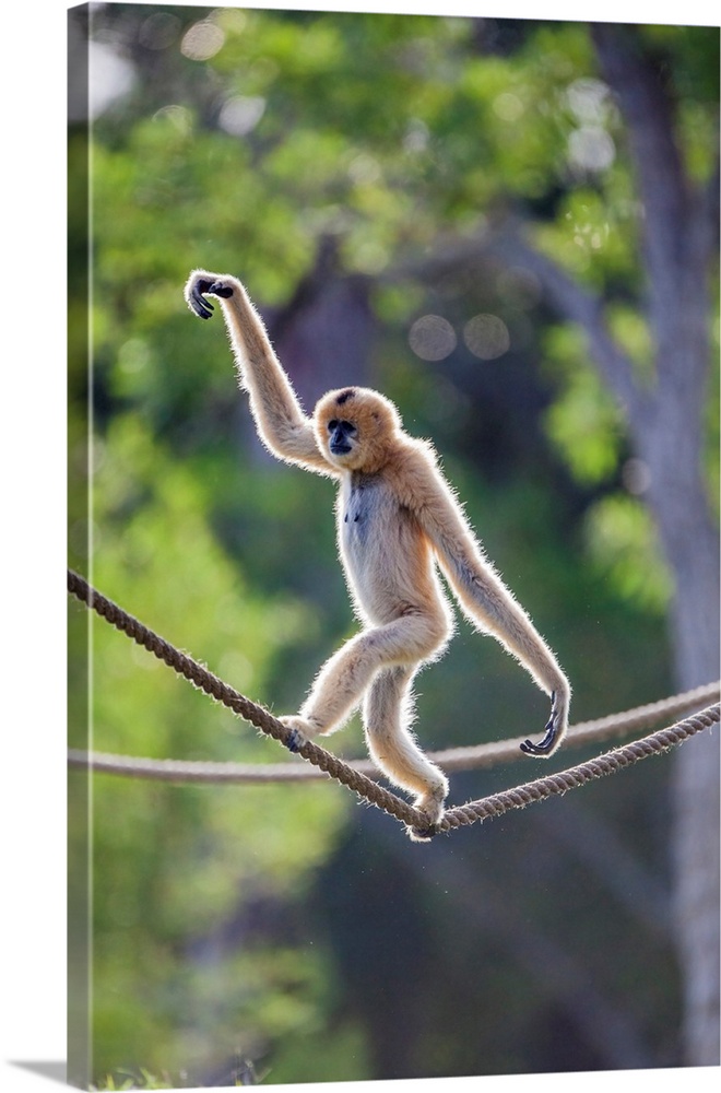A female buff-cheeked gibbon easily walks across a suspended rope.
