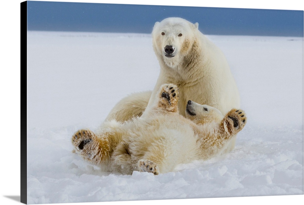 A female polar bear and her cub play in the snow at the edge of the Beaufort Sea ice pack, in ANWR, Northern Alaska.