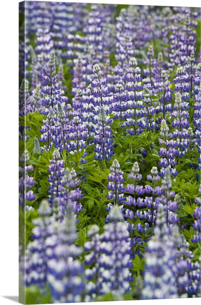 A field of Lupin in Iceland.