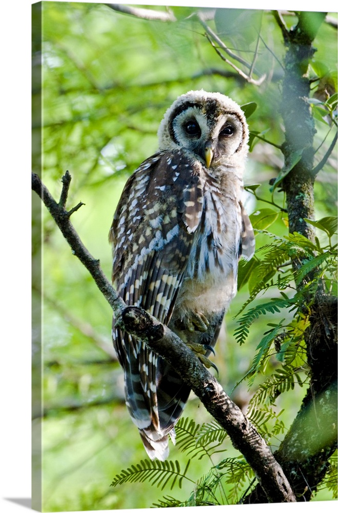 A fledgling barred owl is perched in a bald cypress tree within the Big Cypress National Preserve.