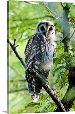 A fledgling barred owl