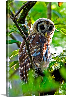 A fledgling barred owl