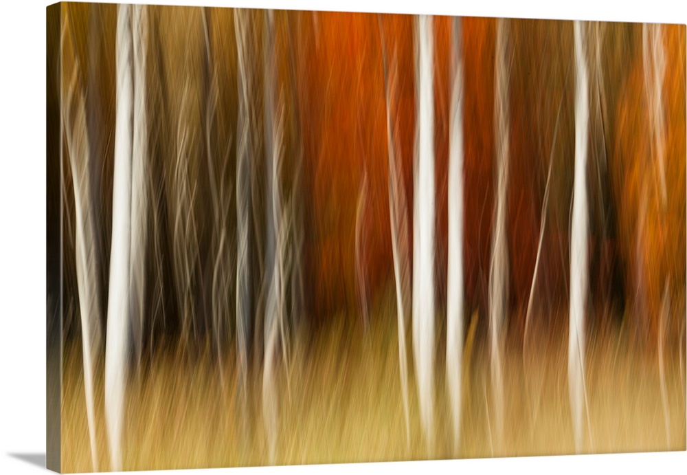 Abstract impression of birch trees in Autumn foliage, Wisconsin.